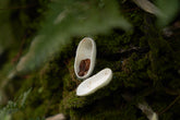 silk cocoon laying on the tree